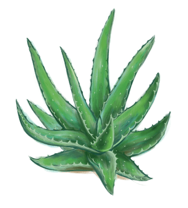 Aaloe Proctonicis